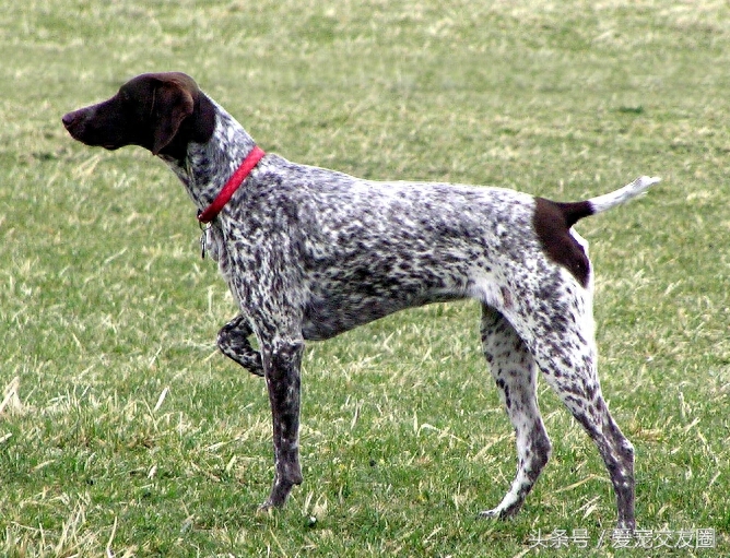 世界名犬，猎鸟犬中最古老的犬种，波音达猎犬