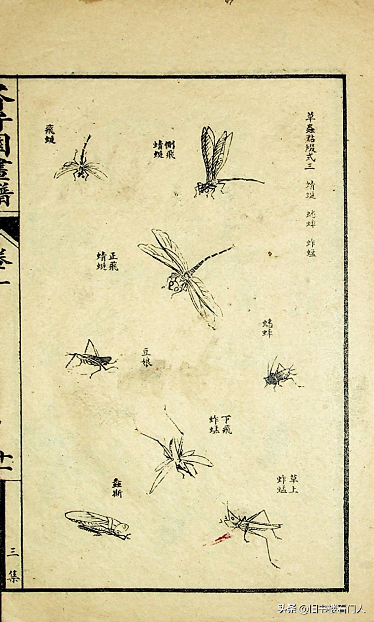 艺术类学画必修之书－《芥子园画谱·草虫花卉谱》