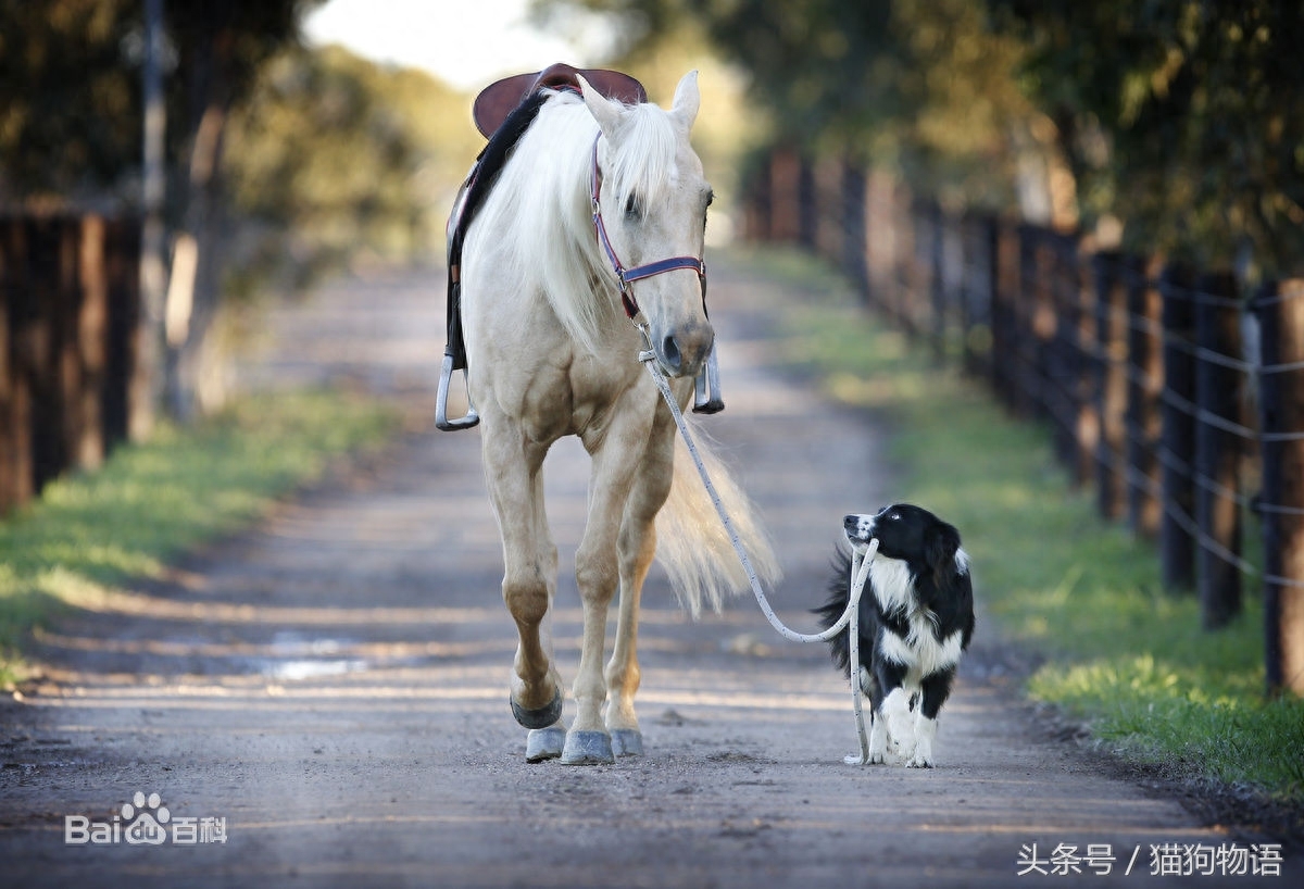 智商排名第一的犬种——边境牧羊犬，每个爱狗的人都想拥有吧